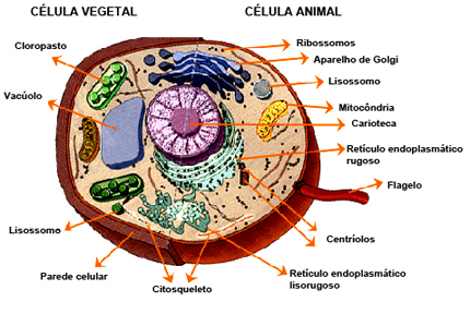 VOD-Biologia-Origem da vida-2020-769b641231eb6fec12cf8fea8e19ef92 - Biologia